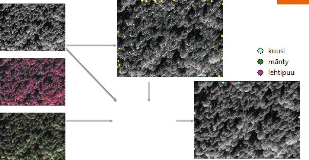 Tarkat s atelliittikuvat puulajitunnis tuks es s a Runkojen paikantaminen Luokittelu