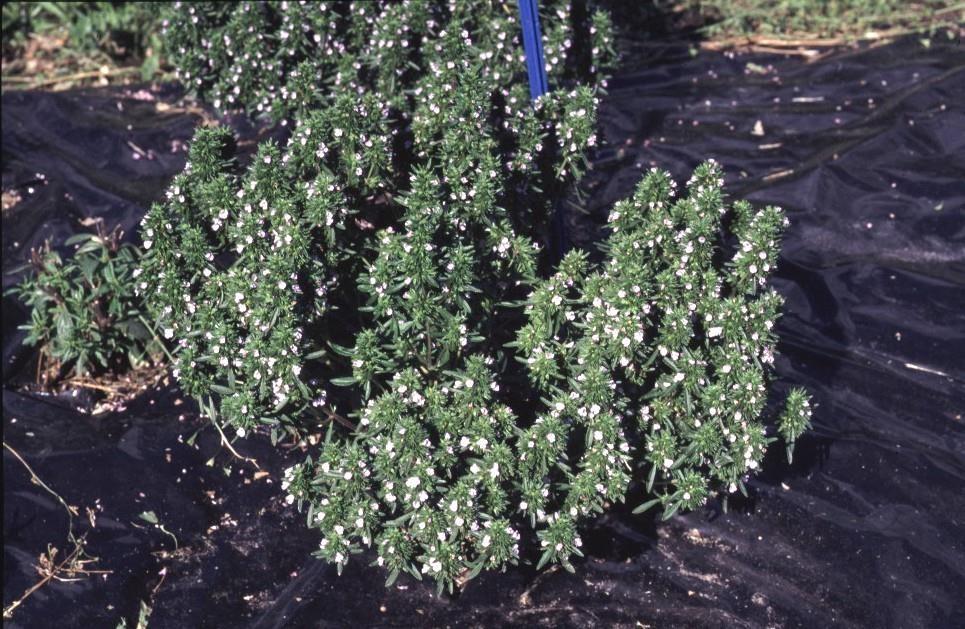 Kesäkynteli ( Satureja hortensis) Yksivuotinen, helposti viljeltävä yrtti Kirpeämakuinen, siksi nimi