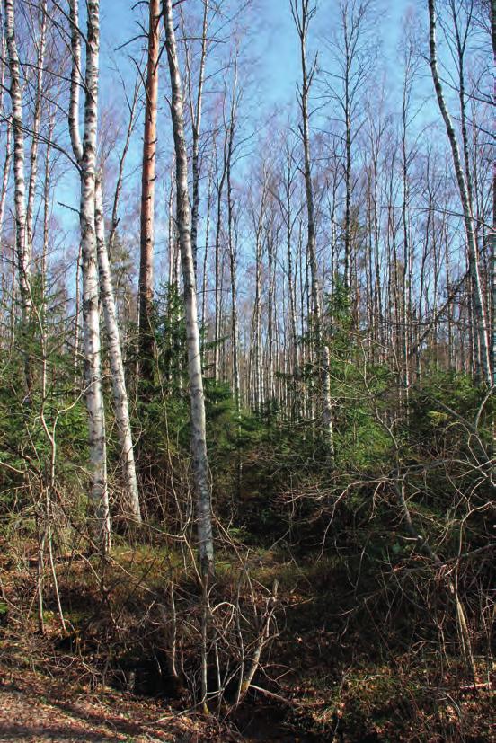 3.2.1 Pirttiniemen alue Lohko 1 Tien ja järvenrannan väliin jää kapea moreeniharjanteelle sijoittuva reunus. Alue mäntyvaltaista ja puusto on melko harvaa.