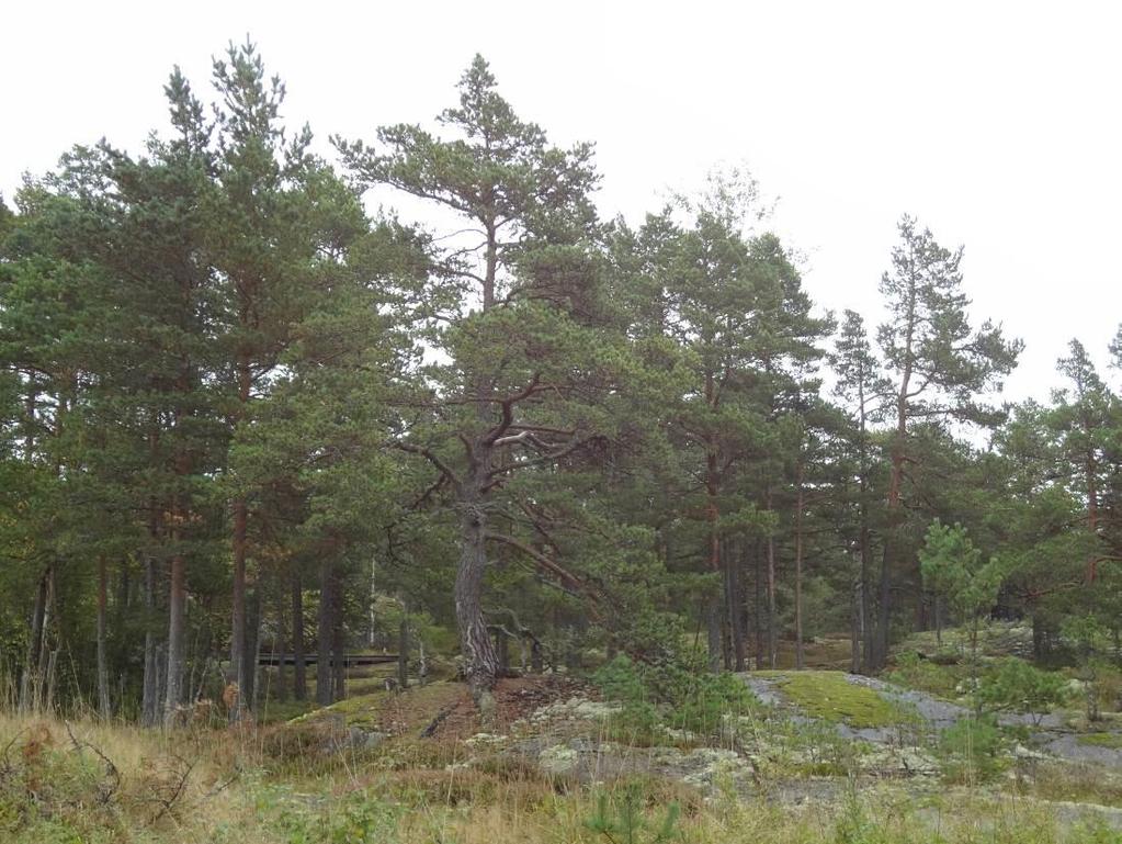 ÖFVERGÅRDIN RANTA-ASEMAKAAVA SELOSTUS 13(43) Maisemakuva ja maisemarakenne Alue on etelärannikolle