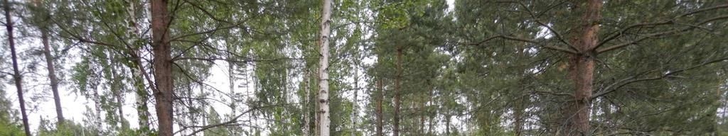 reunasta lupiinia. Kuva 4. Selvitysalue ortoilmakuvassa. Kuvat 5 ja 6.