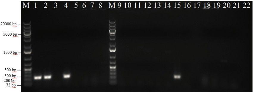 22 Kuva 7. PCR-näytteiden 1%-AGE (60 min, 180 ma, 100 V). Näytejärjestys geelillä: 1.-8. pec15-crrna-solut, replikaatista 2 kerätyt pesäkkeet, 9.-16.