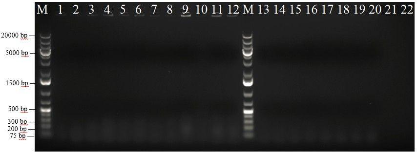 pec3-kontrollisolujen näytteistä ei löytynyt crrna:ta. M on kokostandardi (GeneRuler 1 Kb Plus DNA Ladder). Kuva 8. PCR-näytteiden 1%-AGE (60 min, 180 ma, 100 V). Näytejärjestys geelillä: 1.-4.