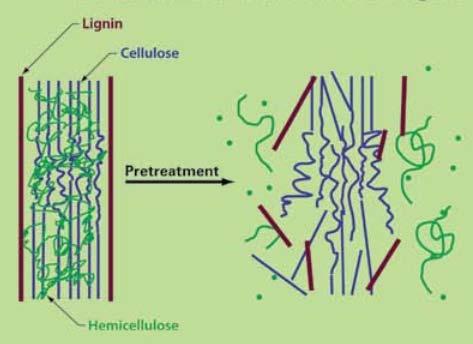 4 eroteltua, täytyy lignoselluloosa purkaa selluloosaksi, hemiselluloosaksi sekä ligniiniksi (KUVIO 1). Tämän jälkeen hydrolyysi hajottaa hiilihydraattipolymeerit monosakkarideiksi.