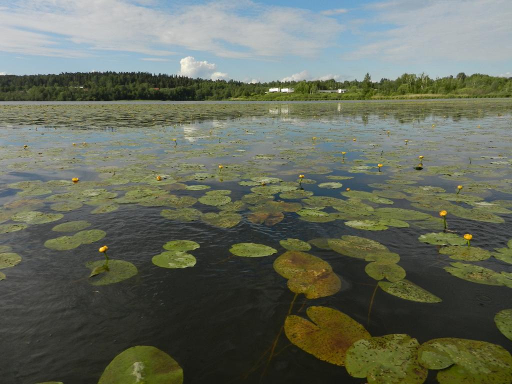 Tampereen idesjärven linnustoselvitys 2016 Tampereen kaupunki Kaupunkiympäristön