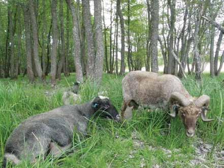 KnowSheep -tutkimus Suomen ja Viron rannikko- ja saaristoalueen lammastalouden resursseista... Kuva 1. Ahvenanmaanlampaat laiduntavat perinnebiotooppi alueella Rymättylässä. Kuva: Raija Räikkönen.