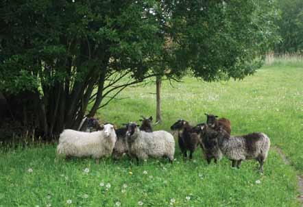 KnowSheep -tutkimus Suomen ja Viron rannikko- ja saaristoalueen lammastalouden resursseista... Kuva 3. Ahvenanmaanlampaita Sikka Talun lammastilalla Rymättylässä. Kuva: Raija Räikkönen.
