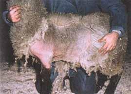 Perinteinen lampaankasvatus 18 Kuva 6. Syyhyyn sairastunut lammas (Taylor et al., 2007). Myös Chorioptes bovis eli vuohispunkki aiheuttaa syyhyä.