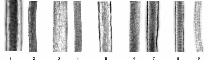 Lampaanvilla: rakenne ja ominaisuudet villaisessa vuodassa (26 µm), 9 kiilloton aluskarva hienovillaisessa vuodassa 20 µm). Kuva 3. Erityyppisten vuotien villakuitujen 400-kertainen suurennos.