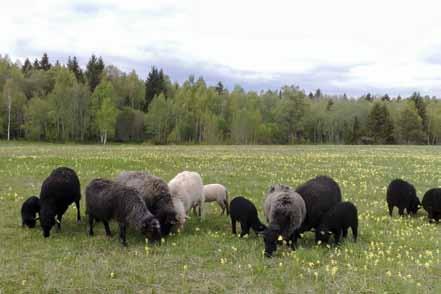 Kokemuksia vapaana laiduntavista viron maatiaislampaista. Case: Kiltsin niitty eläinten määrä väheni kesän kuluessa.