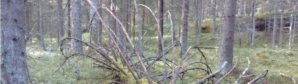 2) Arvio hakkuun ainespuutavaralajikertymistä (m 3 ) - Kertymät ilmoitetaan hakkuutavoittain ja puutavaralajeittain (m3) eriteltynä. 3) Arvio hakkuun energiapuukertymistä (m 3 ) 2.