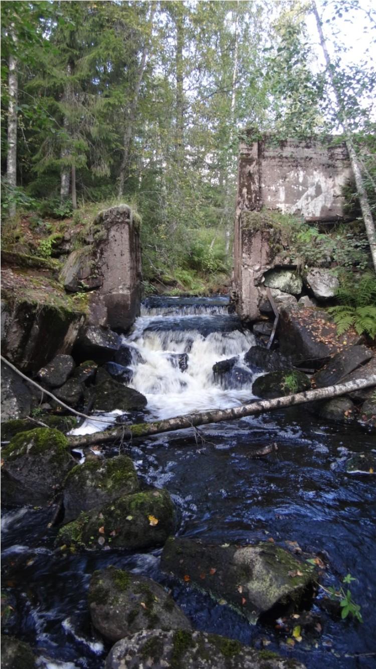 jolloin taimenen esiintyminen ja luontainen