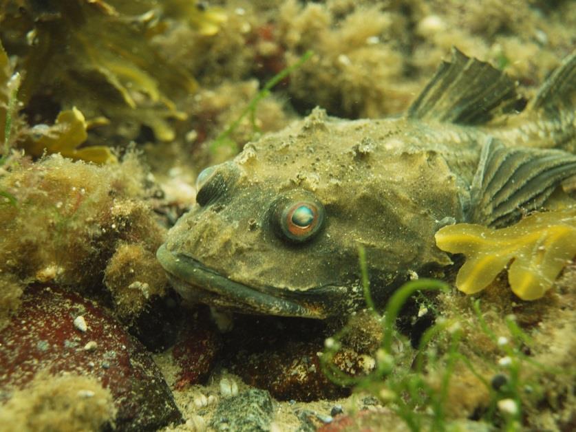 Kalanpoikastuotannolle tärkeät kovat pohjat Silakan lisääntymisalueet saariston eri vyöhykkeiden kovilla pohjilla osittain heikentyneet rehevöitymisen