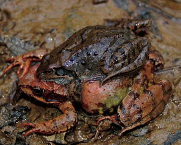 0 Sekulja Opis. Sekulja je srednje velika žaba (od 4,5 do cm) iz rodu rjavih žab, za katere je značilna temna zaočesna maska. Glava je široka in zaobljena, s kratkim in topim gobcem.