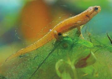 Robati pupek (Lissotriton vulgaris meridionalis) ima zaradi izrazitih hrbtno-bočnih gub navidez oglato telo ter nizek in nenazobčan hrbtni greben, navadni pupek (Lissotriton vulgaris vulgaris) pa