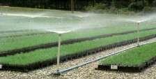 preserved forests Companies export Eucalyptus Pulp,
