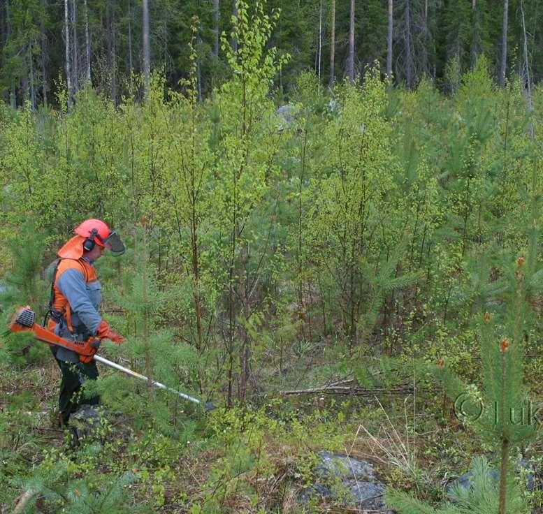 Nuoren metsän hoito (taimikonhoito ja nuoren metsän kunnostus) Ongelma Nuoren metsän hoito myöhässä 800_000 hehtaarilla (kaikkiaan) Tehdään vuosittain n.