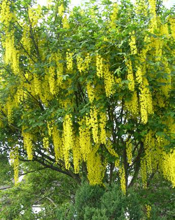 Kultasade, Laburnum alpinum Kultapallo, Rudbeckia laciniata Goldball Ks.