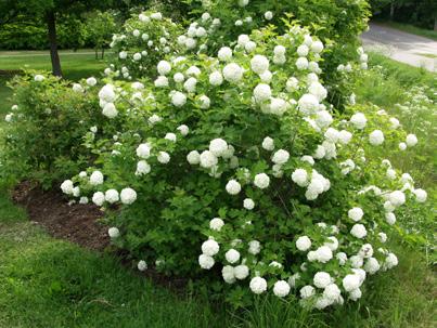 spectabilis Saksankurjenmiekka, Iris germanica Rauduskoivu/riippakoivu, Betula pendula Norjanangervo, Spiraea Grefsheim Sinivuokko, Anemone, Hepatica