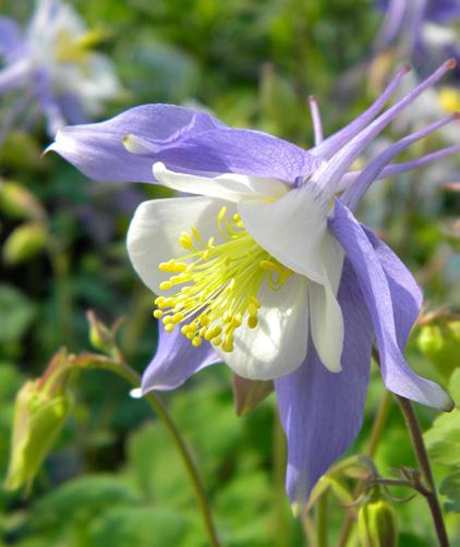 (pallopaju), Salix fragilis Bullata Pihasyreeni, Syringa vulgaris Akileija, Aquilegia cultorum Metsälehmus (niinipuu), Tilia cordata Mustikka, Vaccinium myrtillus Niittymaarianheinä, Hierochloë hirta