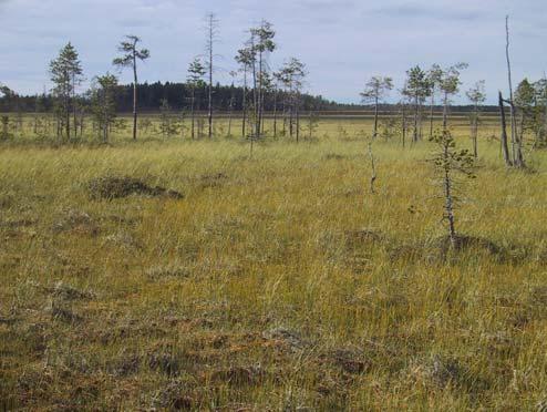 joilla ei kuitenkaan esiinny lettolajistoa.