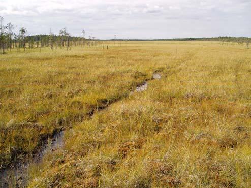 Isosuon itälaidan rinnesuolta laskee noro