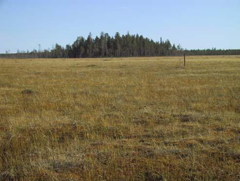 lyhytkorsinevat vuorottelevat Isosuon