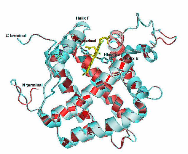 a A B C glb-5 -----------------RIVDDDFELARTHWIQLQKSNKQGLAIRGCFLTML-EKYPQVR 42 Rice nshb -----------------SFSEEQEALVLKSWAILKKDSANIALRFFLKIFE---VAPSAS 52 neuroglobin