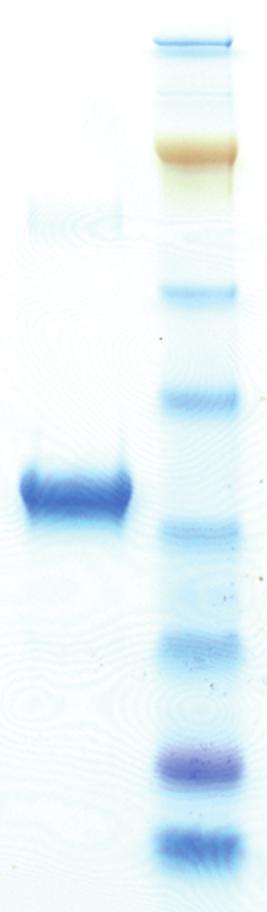 coli and run on an analytical SDS-PAGE gel. The single asterisk marks the predicted monomer and the double asterisk potential multimers of GLB-5. c.