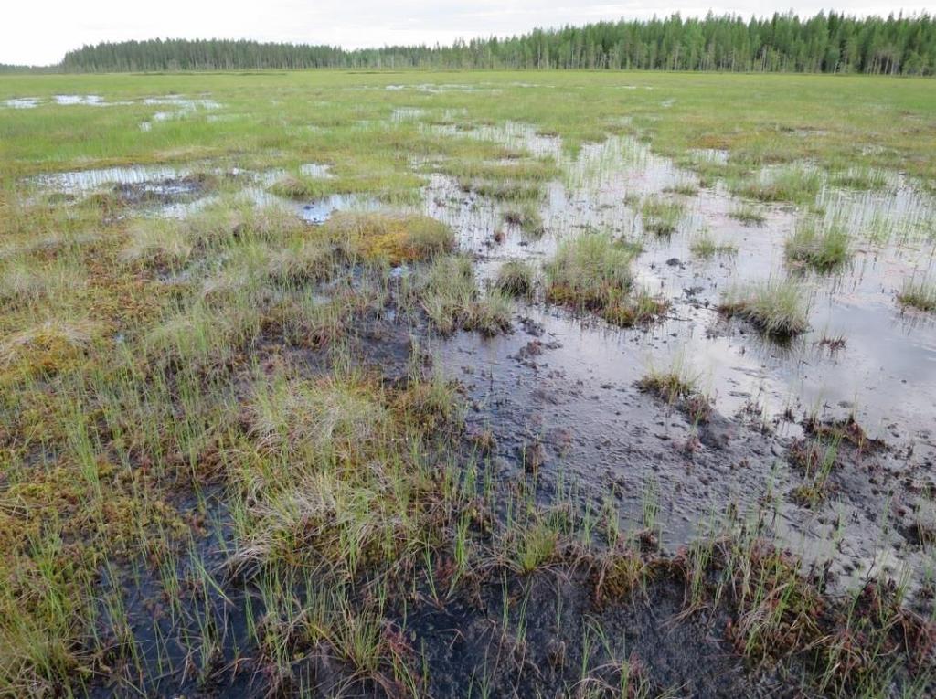 Valtalajeina leväkkö (Scheuzeria palustris) ja silmäkerahka (Sphagnum balticum).