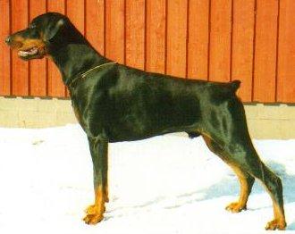 DOBERMANN Rekisteri 2000 Suomen