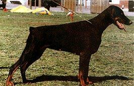 Erikoisnäyttelyn voittaja 2000 Toscanina's Madame Mocca i: Ire Eurcon de la Taniere d'or e: Clinics Milka Rekisteröinnit uroksittain 24 A'dreams Bodyguard 19 Bronco vd Doberwache 19 Xikko vh