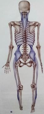 ) Lateraalilinja kulkee kehon vasemmalla ja oikealla sivulla ja sen lähtöpaikka sijaitsee viidennen metatarsaaliluun tyvessä, peroneus longus -lihaksen jänteen kiinnityskohdassa.