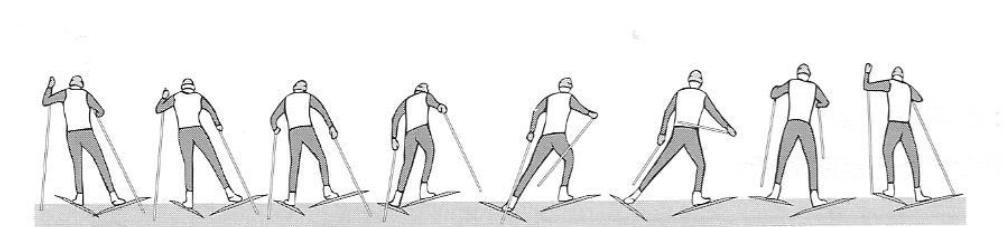 37 Kuvio 15. Perusluistelu eli kuokka-tekniikka (Rusko 2003, 47.) Yksivaiheisessa luistelussa eli wassbergissa tehdään symmetrinen käsi- ja jalkatyö molemmille puolille.