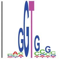 a. Intron donor site logo Canonical Non-canonical b. Intron acceptor site logo c. Intron length distribution Supplementary Figure 5 Logo images of intron donor and acceptor sites.
