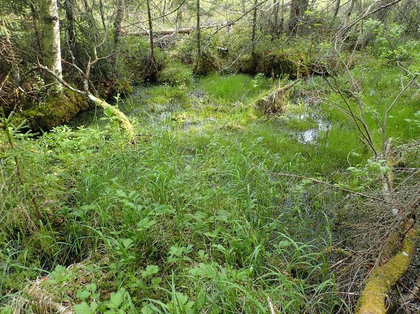 32 Kuva 3. Avolähde, josta alkaa luonnontilainen noro.