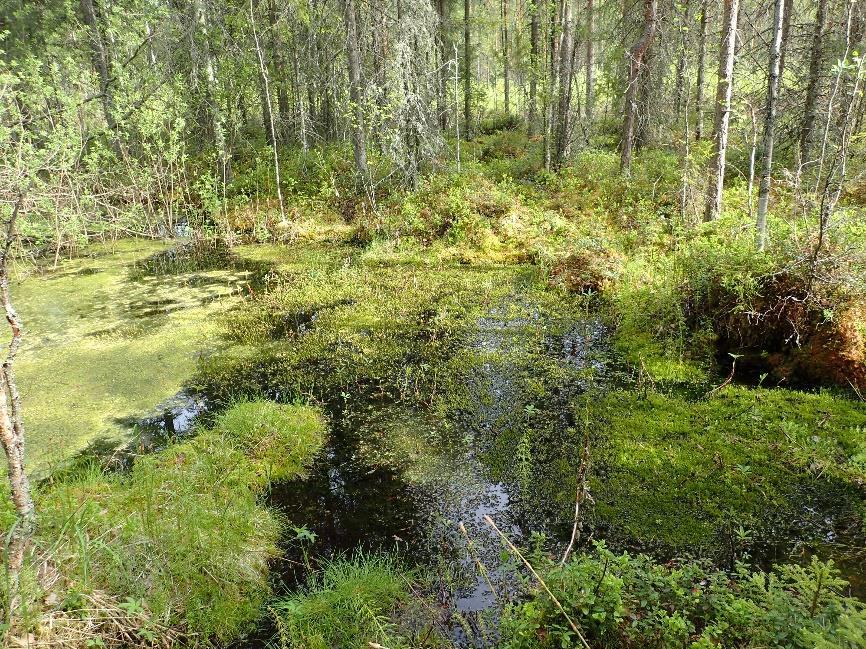 pohjavesivaikutusta ilmentävä kostea lehto. Kuva otettu Vuolenkosken Salpausselän avolähteeltä (IIT_ 001). Kuva 4.