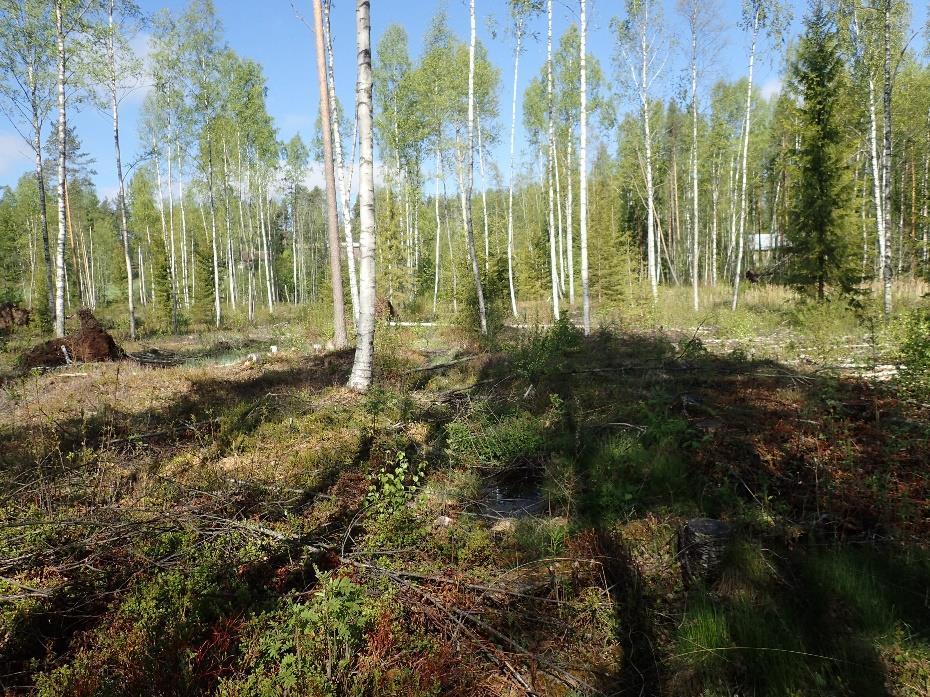 Kuva 2. Maastotietokantaan merkityn lähteen paikka on ojitettu ja vasta harvennettu.