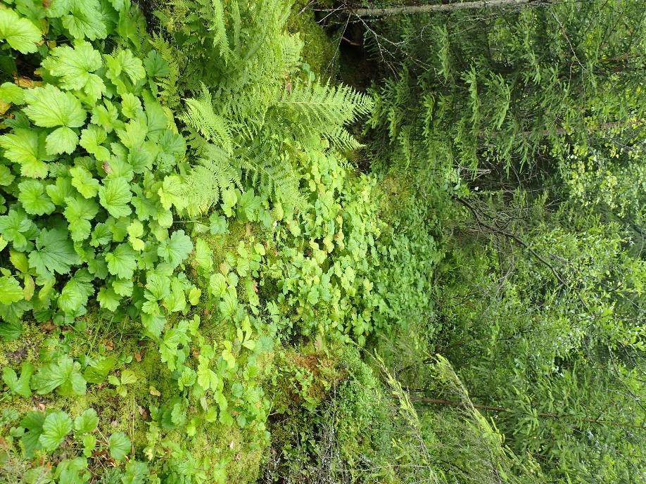 Oikea yläkulma: Luonnontilainen tai hyvin luonnontilaisen kaltainen mesotrofinen lähteikkö, joka