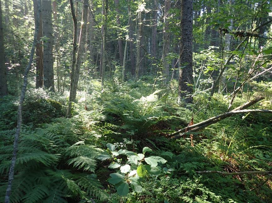 76 Kuva 4. Lähdenoron varteen muodostuneen lähdekorven rehevää kasvillisuutta.