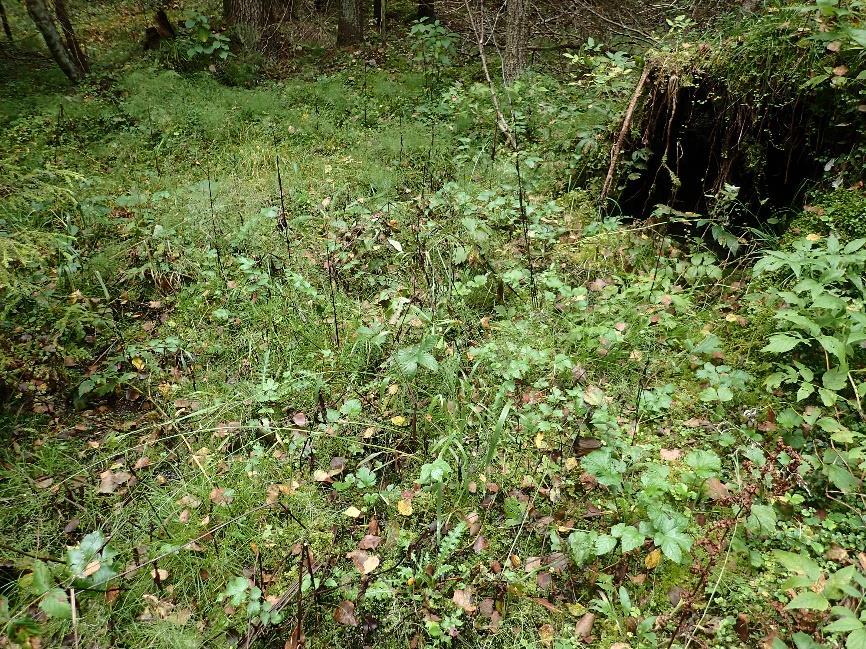77 Kuva 7. Syksyinen kuva mesotrofiselta tihkupinnalta.