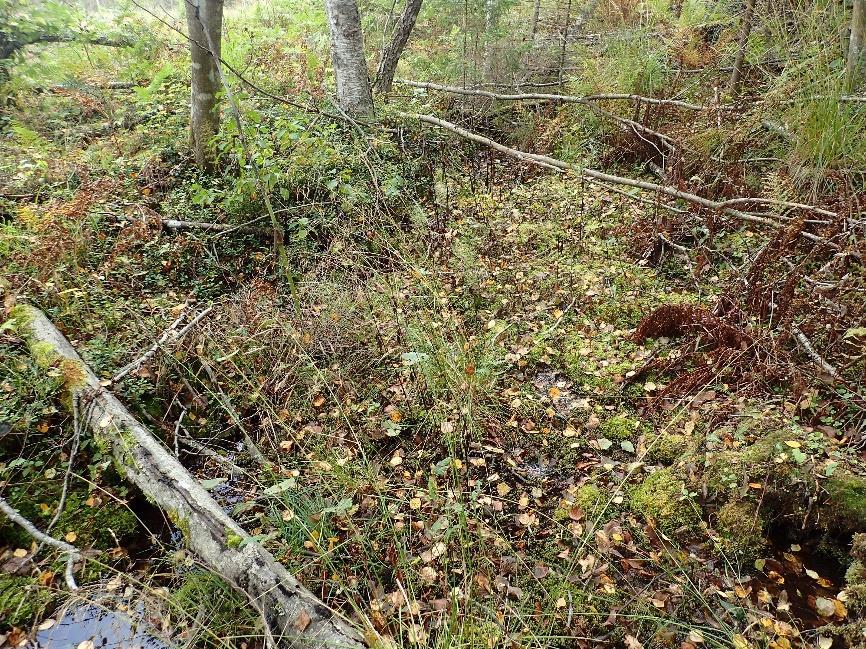 tunnistettavissa. Kuva otettu Kaipiaisten lähdelehdosta (KOU_002). Kuva 8. Pienialainen mesotrofinen tihkupinta.
