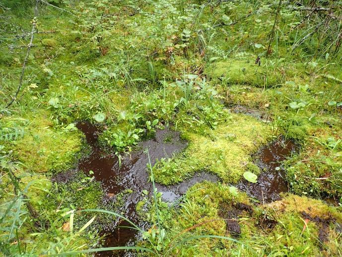 lähdetyyppejä.