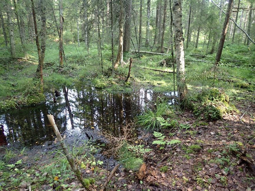 79 Kuva 11. Avolähde, jonka lähiympäristö ei juurikaan ilmennä pohjavesivaikutusta.