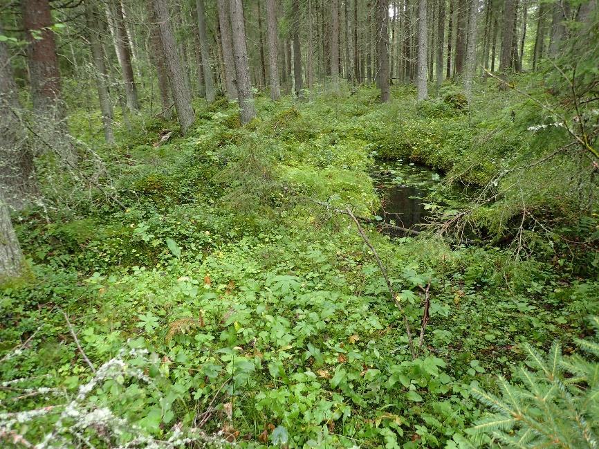 kasvillisuudeltaan edustavaksi. Kuva otettu Riihiahon lähteiköltä (KOU_021). Kuva 12. Avolähde ja siihen liittyvä tihkupinta kuvan etuosassa.