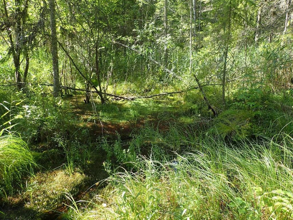 80 Kuva 14. Luonnontilainen avolähde, jonka vesipinta peittää tiiviisti muun muassa hetekuirisammal (Calliergon giganteum).
