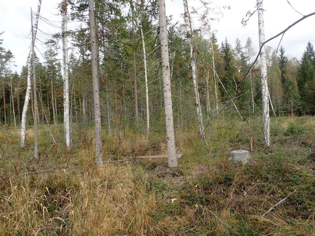 Puustoisen alueen etureunassa on vesilailla suojeltu avolähde, jonka lähiympäristö on suojeltu metsälailla.