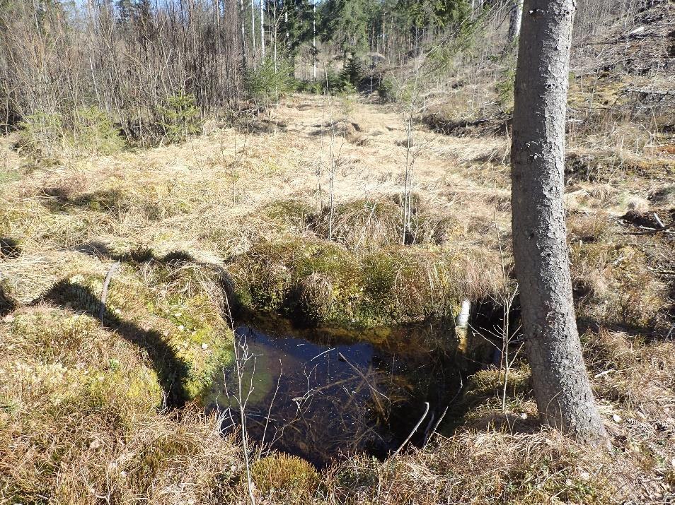 Taimikon ympäröimä tihkupinta.