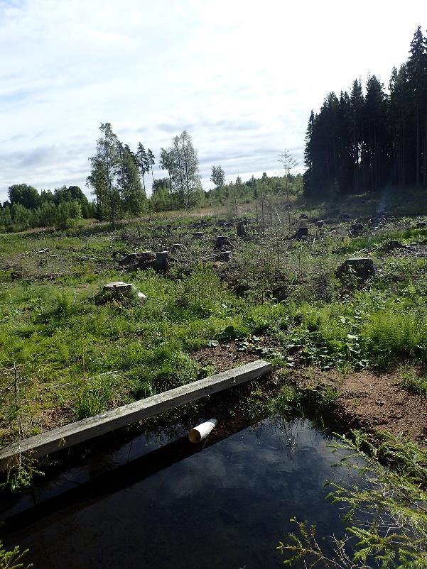 padottu hakkuualueelle johtavalla kannaksella.
