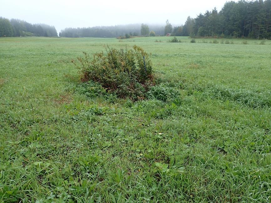 Maastotietokantaan merkitty lähde viljelyskäytössä olevan pellon saarekkeessa.